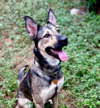Coya -  German Shepherd Dog and Belgian Shepherd Malinois Dog for Adoption in San Antonio, Texas - Coya | PetCurious