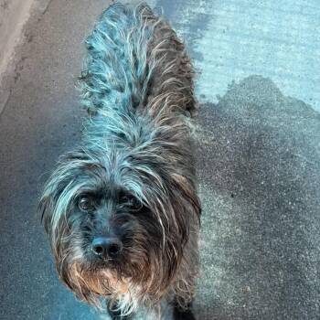 Raccoon A5787505 -  Terrier Dog for Adoption in Los Angeles, California - Raccoon A5787505 | PetCurious