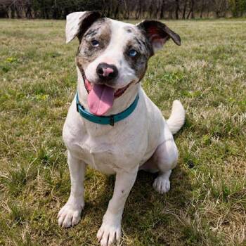 Lyle -  Mixed Breed and None Dog for Adoption in Walker, Michigan - Lyle | PetCurious