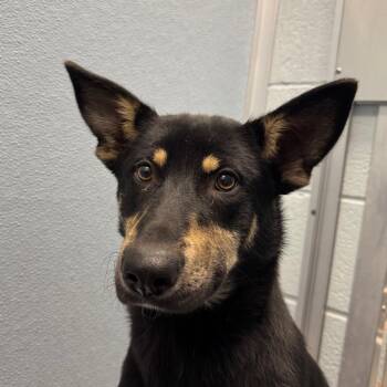 Bordeaux -  Mixed Breed Dog for Adoption in Naperville, Illinois - Bordeaux | PetCurious