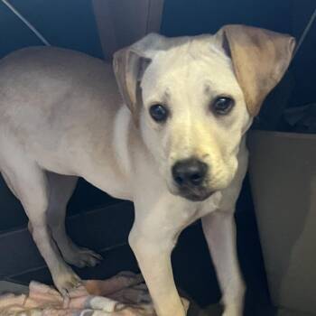 Mixed Breed Dogs Available for Adoption - Amelia | PetCurious