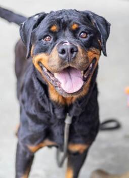 Harmonica - ADOPTED -  Mixed Breed Dog for Adoption in Chamblee, Georgia - Harmonica - ADOPTED | PetCurious