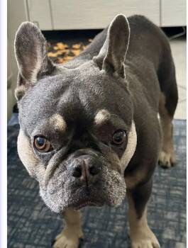 Bo -  French Bulldog Dog for Adoption in Grant-Valkaria, Florida - Bo | PetCurious
