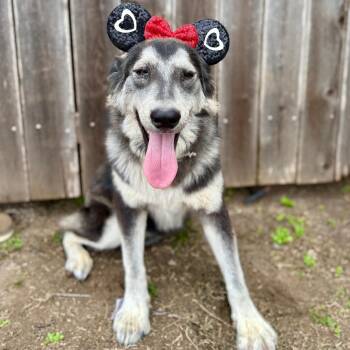 Rescue Shepherd Dogs for Adoption in Harlingen, Texas - Princess | PetCurious