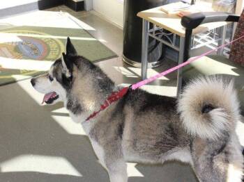 Ic6 Zyonn -  Siberian Husky Dog for Adoption in Lawrenceville, Georgia - Ic6 Zyonn | PetCurious