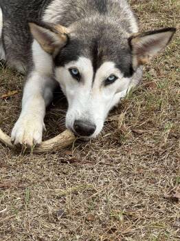 Rescue Siberian Husky Dogs for Adoption in Hawkins, Texas - Knox | PetCurious