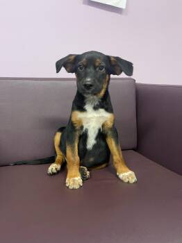 City Boy in NH. Come Meet our Adoptable Dogs Wednesday-Saturday. -  Shepherd Dog for Adoption in Manchester, New Hampshire - City Boy In NH. Come Meet Our Adoptable Dogs Wednesday-Saturday. | PetCurious