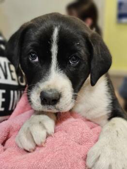 Rescue Australian Cattle Dog Blue Heeler and Shepherd Dogs for Adoption in Rockwall, Texas - Found Stray: Tanner | PetCurious
