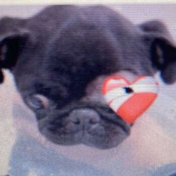 Rescue Pug Dogs for Adoption in Seattle, Washington - Stella | PetCurious