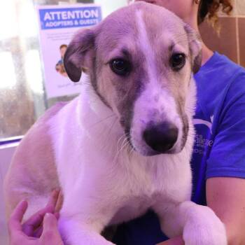Mixed Breed Dogs Available for Adoption in Port Washington, New York - Tanner | PetCurious