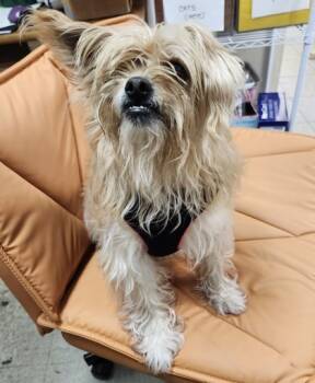 Rescue Terrier and Mixed Breed Dogs for Adoption in Hobart, Indiana - Meiko Michael | PetCurious