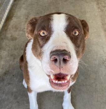 Rescue Australian Shepherd Dogs for Adoption in Canutillo, Texas - Rico | PetCurious