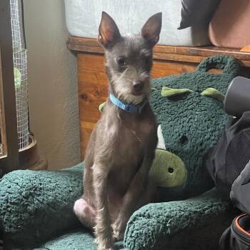 Uncle Fester -  Terrier Dog for Adoption in Prospect, Kentucky - Uncle Fester | PetCurious