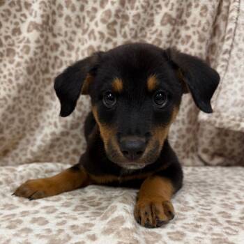 Scarlet 54600 -  Cattle Dog and Mixed Breed Dog for Adoption in Las Vegas, Nevada - Scarlet 54600 | PetCurious