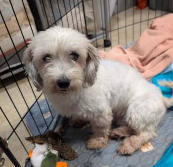 Colette -  Coton De Tulear Dog for Adoption in Caldwell, New Jersey - Colette | PetCurious