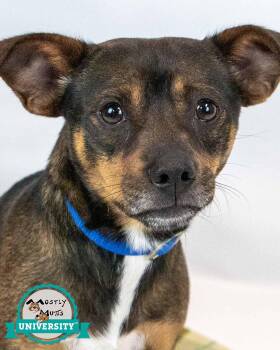 Rescue Chihuahua and Terrier Dogs for Adoption in Kennesaw, Georgia - Fletcher | PetCurious