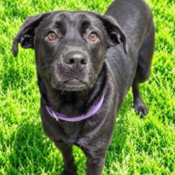 Spookie -  Black Labrador Retriever Dog for Adoption in Battle Creek, Michigan - Spookie | PetCurious