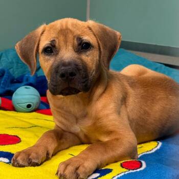 Rudy -  Mixed Breed Dog for Adoption in Titusville, Florida - Rudy | PetCurious