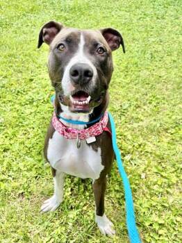 Clyde E Dale -  Mixed Breed Dog for Adoption in Cincinnati, Ohio - Clyde E Dale | PetCurious