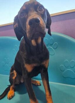 Anna -  Mixed Breed Dog for Adoption in Bossier City, Louisiana - Anna | PetCurious