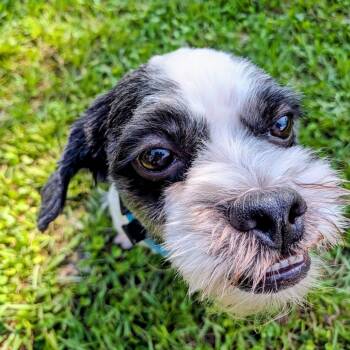 Shih Tzu Dogs Available for Adoption in Houston, Texas - Oreo Theodore | PetCurious