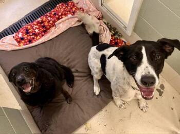 Obie -  German Shorthaired Pointer Dog for Adoption in Webster, Wisconsin - Obie | PetCurious