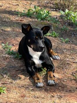 Rescue Feist and Boxer Dogs for Adoption in Fosters, Alabama - BATMAN | PetCurious