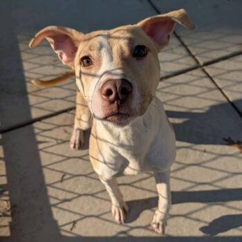 Pit Bull Terrier Dogs Available for Adoption in Greensboro, North Carolina - CIARA | PetCurious