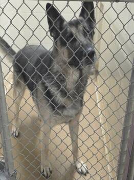 BRIGGS -  German Shepherd Dog and Mixed Breed Dog for Adoption in Anchorage, Alaska - BRIGGS | PetCurious