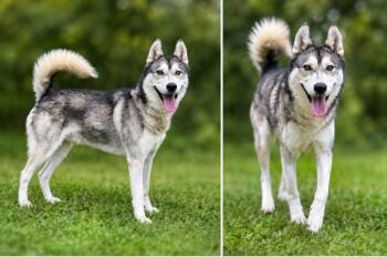 Alvin -  Husky Dog for Adoption in Russellville, Kentucky - Alvin | PetCurious