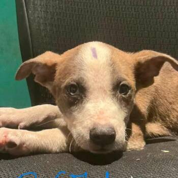 Leo -  Hound Dog for Adoption in Minneapolis, Minnesota - Leo | PetCurious