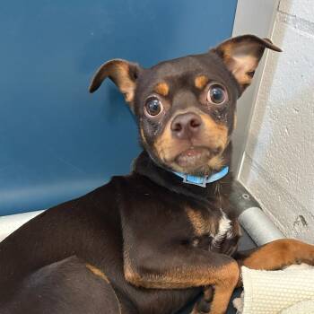 Chihuahua Dogs Available for Adoption in San Francisco, California - Chestnut | PetCurious