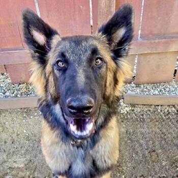 Vox -  Belgian Shepherd Malinois Dog for Adoption in Red Bluff, California - Vox | PetCurious