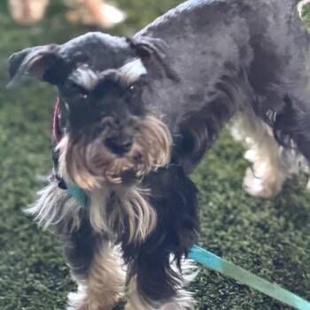 Schnauzer Dogs Available for Adoption in Phoenix, Arizona - Skye | PetCurious