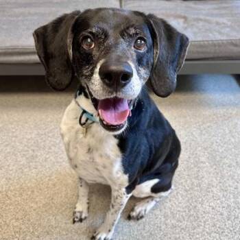 Mixed Breed Dogs Available for Adoption - Scout | PetCurious