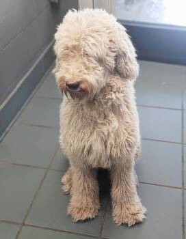Egg Roll -  Mixed Breed Dog for Adoption in Nashville, Tennessee - Egg Roll | PetCurious