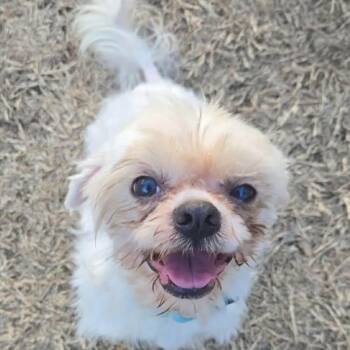 Maltese Dogs Available for Adoption - Axel Rose (20260227-04) | PetCurious