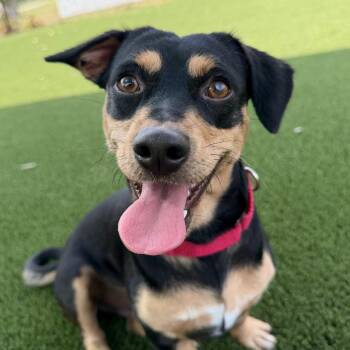 Freshman -  Dachshund and Mixed Breed Dog for Adoption in Nashville, Tennessee - Freshman | PetCurious