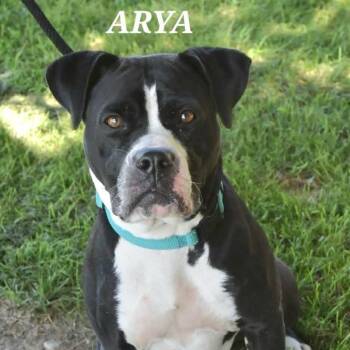 ARYA -  Pit Bull Terrier Dog for Adoption in Bowling Green, Ohio - ARYA | PetCurious
