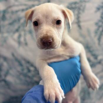Voodoo -  German Shorthaired Pointer Dog for Adoption in San Antonio, Texas - Voodoo | PetCurious