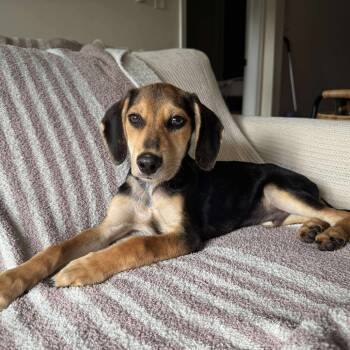 Rescue Hound Dogs for Adoption in Savannah, Georgia - Howdy | PetCurious