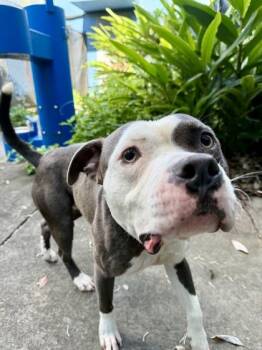 Cletus -  Pit Bull Terrier and Mixed Breed Dog for Adoption in New Orleans, Louisiana - Cletus | PetCurious
