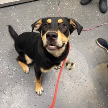 Ryker -  Mixed Breed Dog for Adoption in Columbiana, Alabama - Ryker | PetCurious