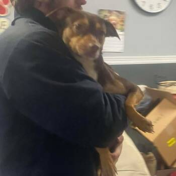 Rescue Mixed Breed Dogs for Adoption in Huntington, West Virginia - Denver | PetCurious