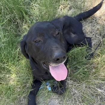 Wyatt -  Black Labrador Retriever Dog for Adoption in San Diego, California - Wyatt | PetCurious