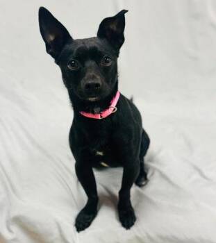 Skunk -  Mixed Breed Dog for Adoption in West Chester, Pennsylvania - Skunk | PetCurious