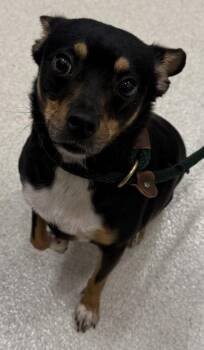 Chihuahua and Mixed Breed Dogs Available for Adoption - Spencer | PetCurious