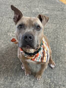 Canyon - Foster or Adopt -  Pit Bull Terrier and American Staffordshire Terrier Dog for Adoption in Star, Idaho - Canyon - Foster Or Adopt | PetCurious