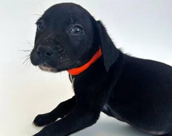 Terrier Dogs Available for Adoption - MOOSE | PetCurious