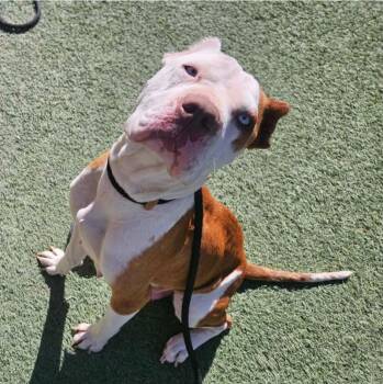 Cane Corso and Pit Bull Terrier Dogs Available for Adoption - Peppa | PetCurious